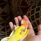 روز اصفر اليف