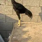 ديك سندي اسود صك