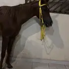 مهر فاخر
