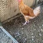 للبيع ديك تركي لواهمان اقبل بدل