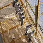 حمام بكستاني