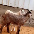 تيس لباني نظيف ذبيحه كفو.  تم البيع