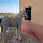 حصان ل البيع