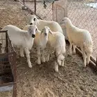 بهم كفوا