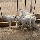 تيوس شحم طيبه