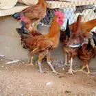 ديوك بلدي للبيع