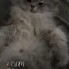 قط ذكر عمر 3شهور للبيع