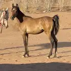 مهره شيخه