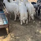 7 خرفان كفو إعمارها من 7 شهور
