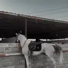 حصان عربي باوراق سليم شرط