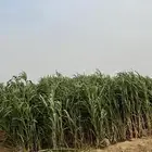 قصب