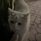 قط للتبني مع جميع اغراضه