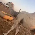 قعود