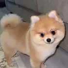 كلب بومرينيال