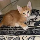 كتن لتبني