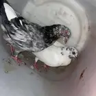 حمام بكستاني