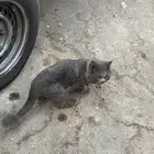 قط ضايع في جدة ابرق الرغامة