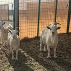 عنز قزمه للبيع