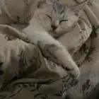 قطط