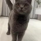 للتبني سكوتش