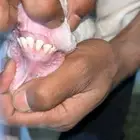 عنز هولنديه جرم طيب