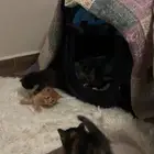 للتبني (كتن)