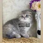 قطط قطه قطوه قطو انثى سكوتش تربل فولد بيرشن catبرتش سكوتش