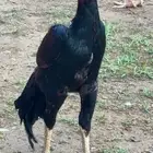 ديك فاخر