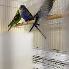 بادجي