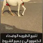 للبيع الوضحاء الظروبه الكفووو الي ع جميع الشروط.