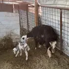 شاه نجديه ثنيه تحتها طلي روم وسلم