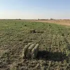 برسيم صافي وطيب العدد 2300