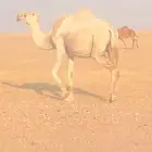 الابل. لبيع. وعلى جميع الشروط