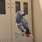 كاسكو للبيع متكلم واليف