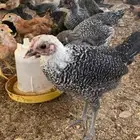 دجاج بلدي فيومي ذهبي وشبابي