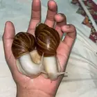 حلزونات