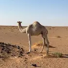 قعود العمر 6شهور