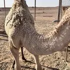 قعود قصب