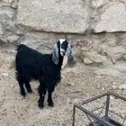 عناق