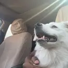 كلب أنثى شيواوا