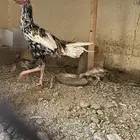 ديك باكستاني دجاجة عليها ثلاث فروخ باكستاني