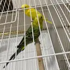 طيور الحب بادجي منتجه شرط بطنها فيها بيض