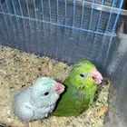 فروخ مني روز ميني روز (بارتوليت)