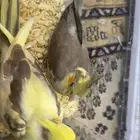 فروخ كروان كوكتيل