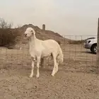 مشروع فحل حري صنف الصنف للبيع