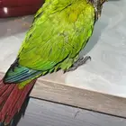 كنيور