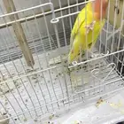 للبيع كنيور وروز