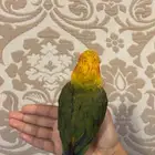 للبيع صن كنيور فرخ