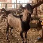 تيس فحل جنوبي