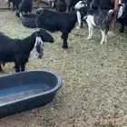 للبيع معزاء مراح كامل